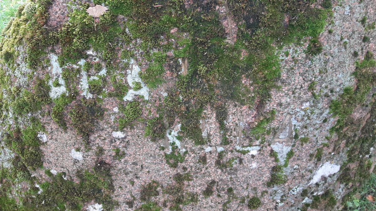 Foto: Heiki Koov, august 2025. 