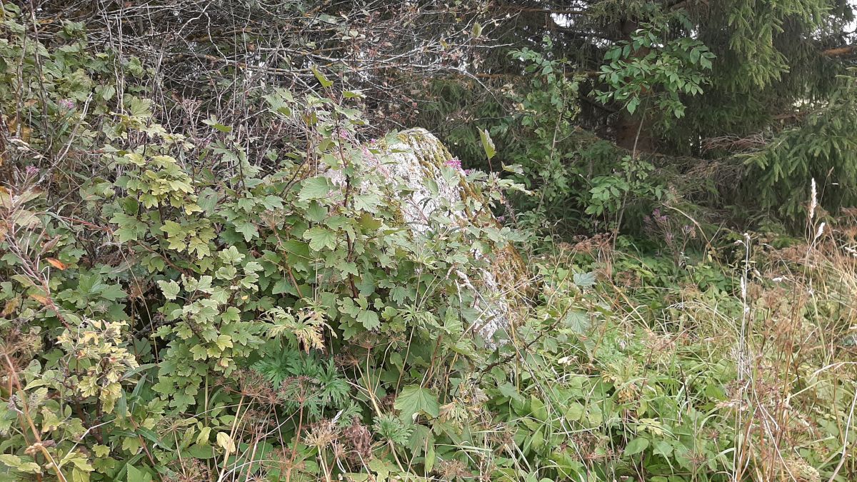 Foto: Heiki Koov, august 2025. 