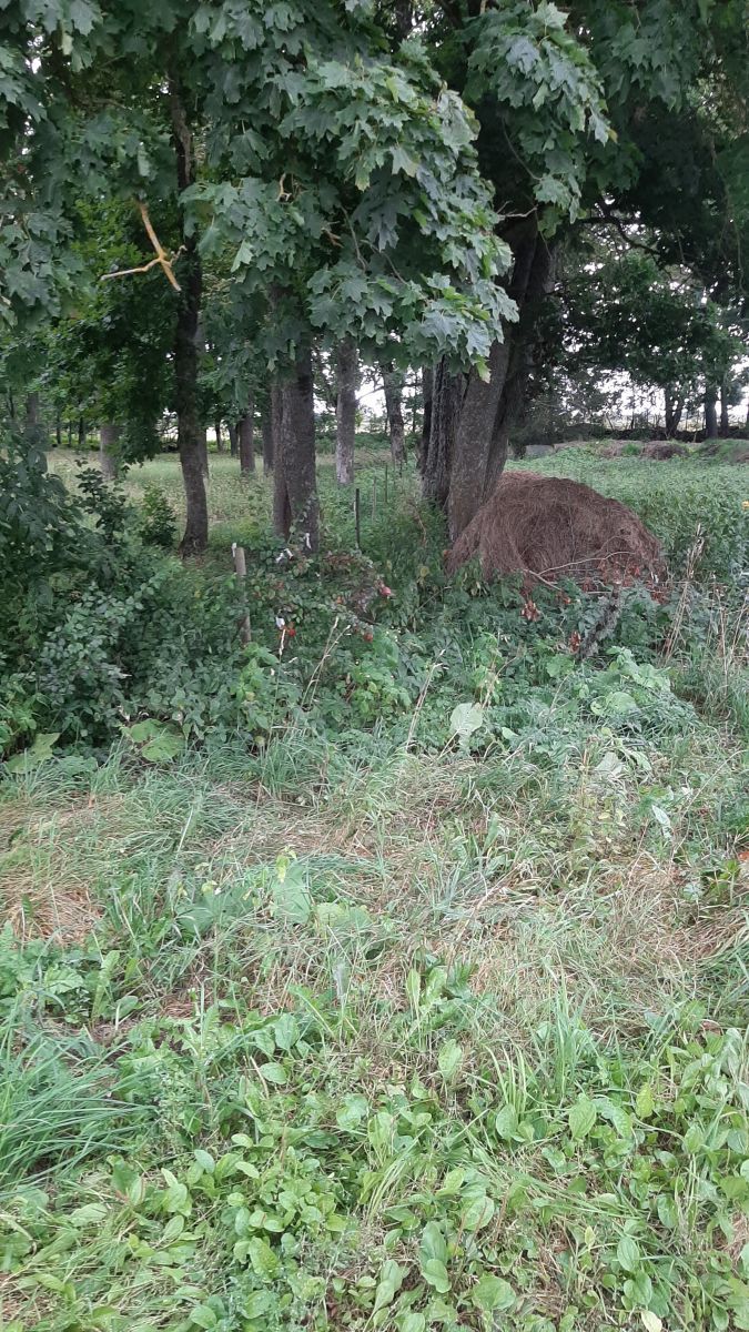 Foto: Heiki Koov, august 2025.