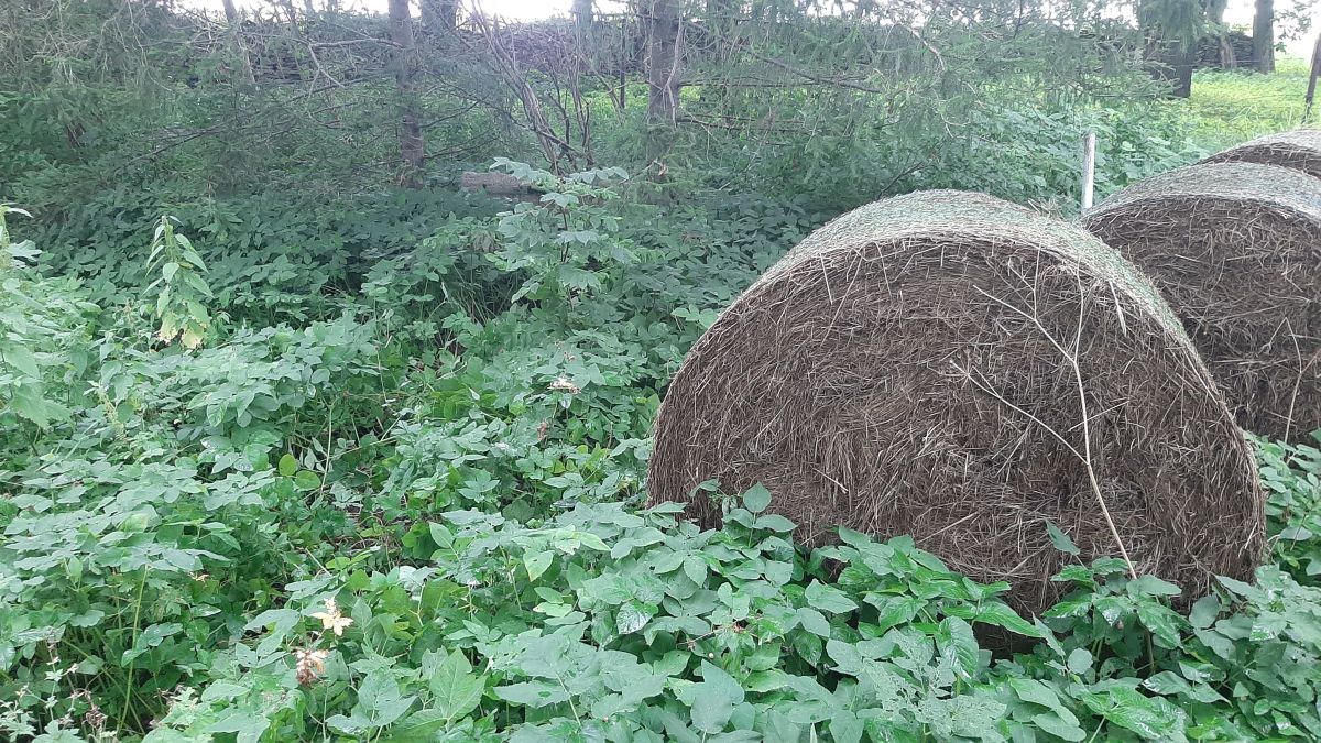 Foto: Heiki Koov, august 2025.